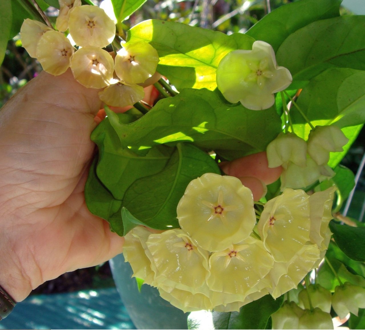 Hoya campanulata light yellow -  kokulu mum çiçeği 10-20 cm boyda mini saksıda köklü.Güçlü sürgünlü (kod:new98c)