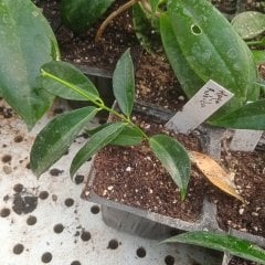 Hoya Rubida - mum çiçeği 10-20 cm boyda mini saksıda köklü.Güçlü sürgünlü (kod:new104c)