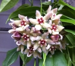 Hoya buotii -  Kokulu mum çiçeği  30 - 50 cm boyda, saksıda köklü ve sürgünde  (kod:new105b)