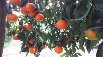 Kod:na10 Okitsu mandalina (5 yaşında gelişmiş fidan, 150-180 cm boy)