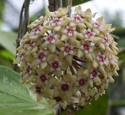 Hoya parasitica lao -  Kokulu mum çiçeği  30 - 50 cm boyda, saksıda köklü ve sürgünde  (kod:new106b)