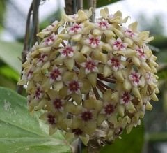 Hoya parasitica lao -  Kokulu mum çiçeği  30 - 50 cm boyda, saksıda köklü ve sürgünde  (kod:new106b)