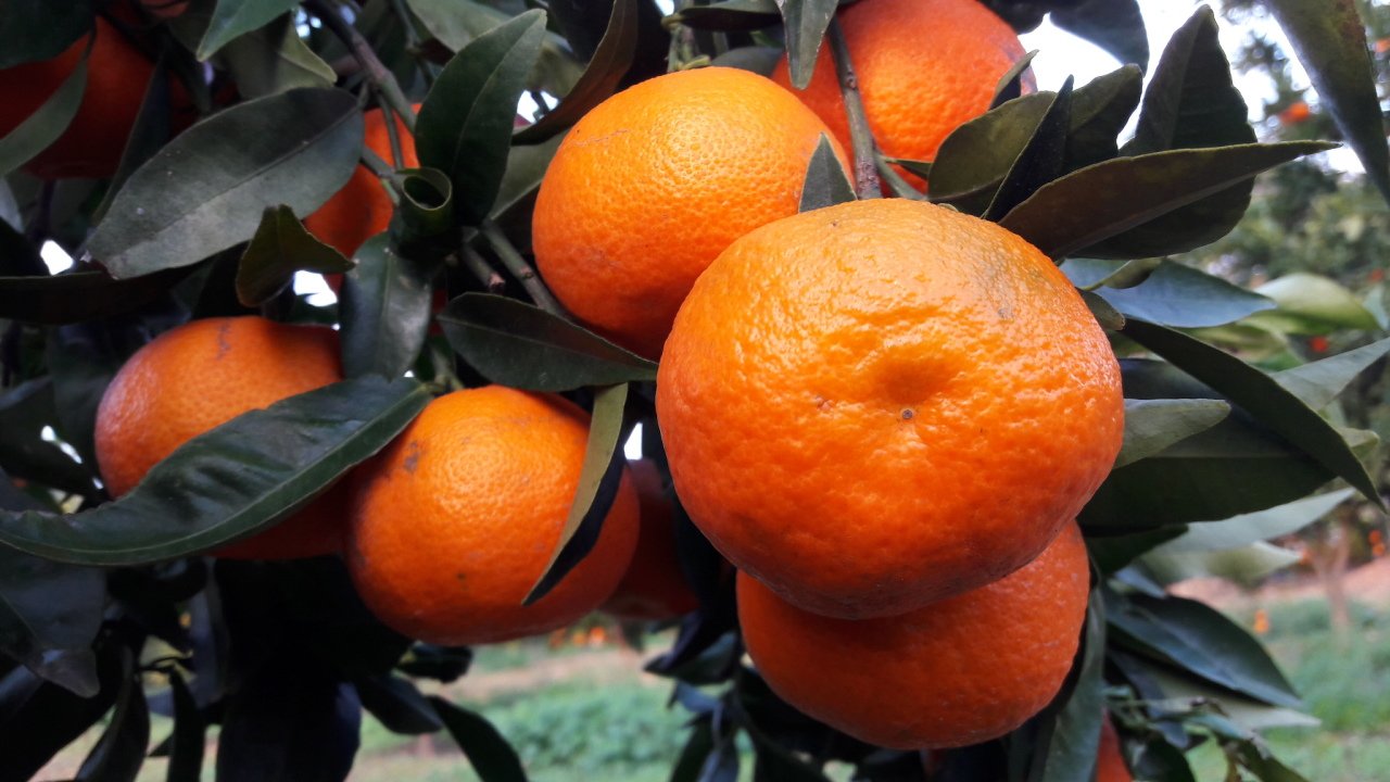 Kod:na12 Okitsu mandalina (3 Yaş, 120-150 cm boy)