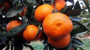 Kod:na12 Okitsu mandalina (3 Yaş, 120-150 cm boy)