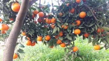 Kod:na12 Okitsu mandalina (3 Yaş, 120-150 cm boy)