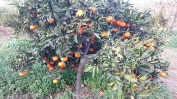 Kod:na12 Okitsu mandalina (3 Yaş, 120-150 cm boy)
