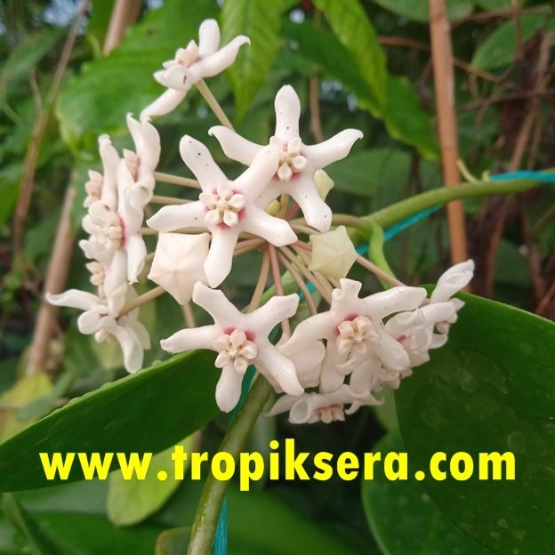 Kokulu mum çiçeği (Hoya australis) 150 - 200 cm arası boyda tomurcuklu Anaç (Kod:mum127xl)