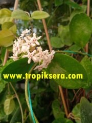 Kokulu mum çiçeği (Hoya australis) 150 - 200 cm arası boyda tomurcuklu Anaç (Kod:mum127xl)