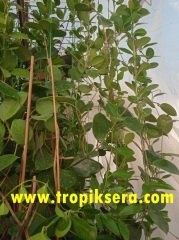 Kokulu mum çiçeği (Hoya australis) 150 - 200 cm arası boyda tomurcuklu Anaç (Kod:mum127xl)