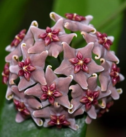 Hoya vitiensis - kokulu mum çiçeği  30 - 50 cm boyda, saksıda köklü ve sürgünde (kod:new113b)