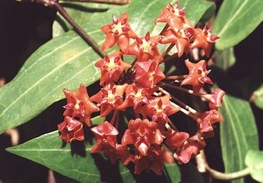 Hoya sp.Philippines (IML 831) -  kokulu mum çiçeği 10-20 cm boyda mini saksıda köklü.Güçlü sürgünlü (kod:new123c)