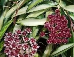 Hoya wayetii variegata -  kokulu mum çiçeği 10-20 cm boyda mini saksıda köklü.Güçlü sürgünlü (kod:new (kod:new121c)