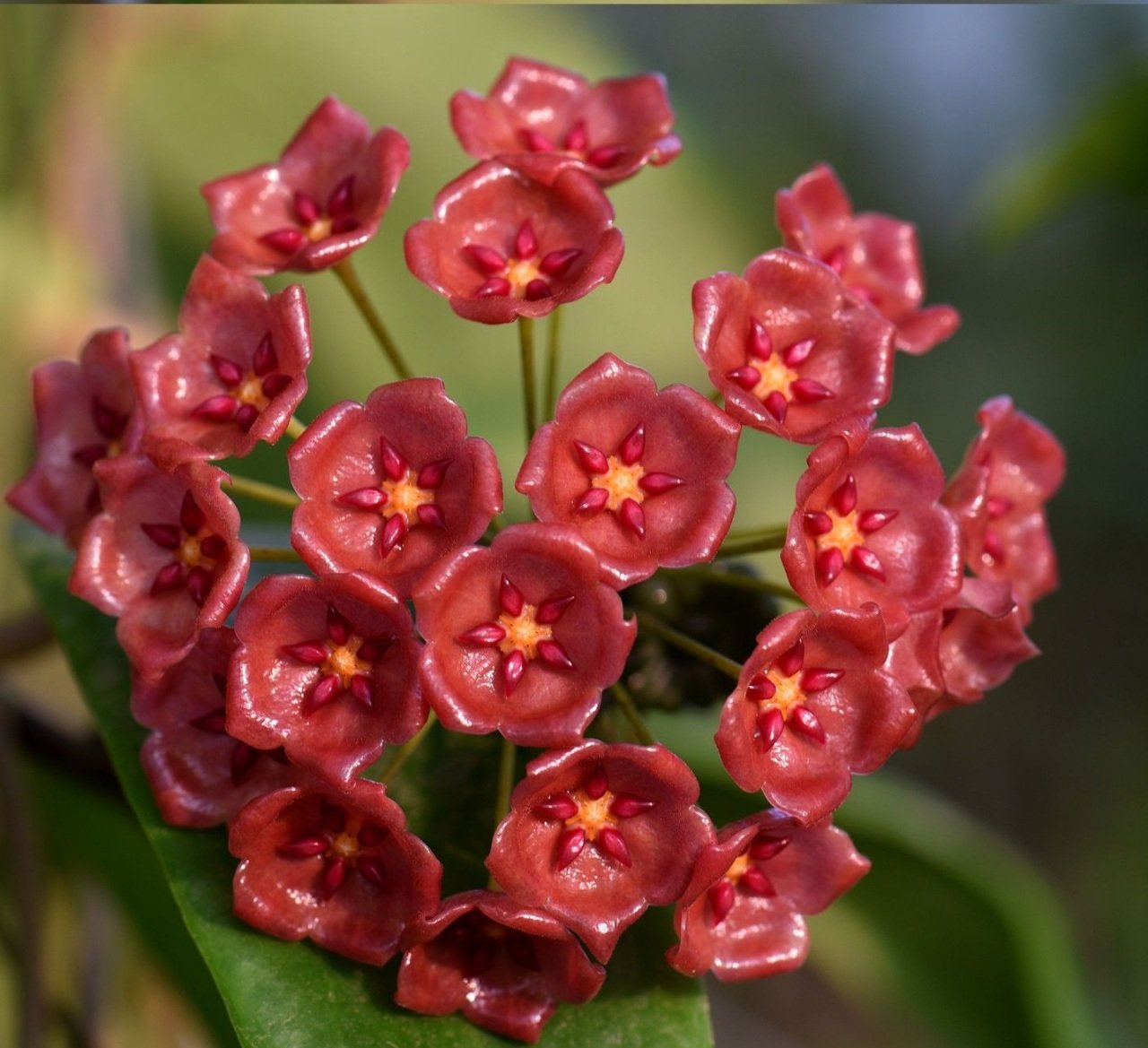 Hoya Siariae Pink -  kokulu mum çiçeği 10-20 cm boyda mini saksıda köklü.Güçlü sürgünlü (kod:new (kod:new120c)