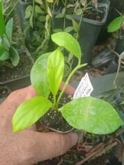 Hoya obscura yellow, keskin kokulu, 10-20 cm boyda mini saksıda köklü.Güçlü sürgünlü (kod:new117c)