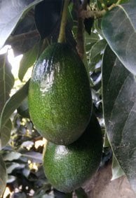 kod:av01B grup Avokado - Bacom cinsi ( hass cinsi  tozlar.  (80-120 cm boyda, aşılı)