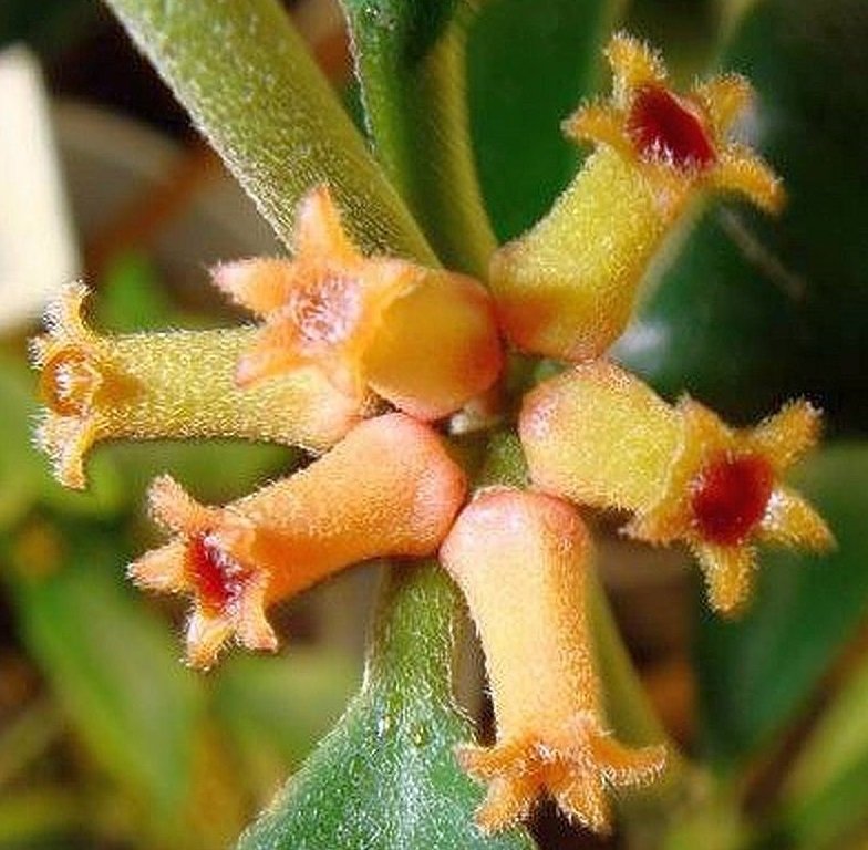Hoya Manipurensis - kokulu mum çiçeği 8-10 cm boyda mini saksıda köklü.Güçlü sürgünlü (kod:new116c)