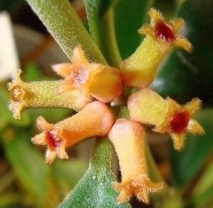 Hoya Manipurensis - kokulu mum çiçeği 8-10 cm boyda mini saksıda köklü.Güçlü sürgünlü (kod:new116c)