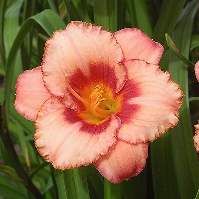 Kod:hem37  Hemerocallis 'Strawberry Candy' Daylily Hardy Perennial (Çiçek açabilecek sağlıklı 1adet rizom)
