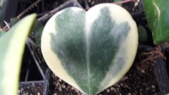 Hoya kerrii variegata  - Kokulu mum çiçeği 10-20 cm boyda mini saksıda köklü.Güçlü sürgünlü (kod:mum155c)