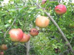 Kod:hi02 Hicaz narı (60-80cm boyda)