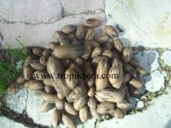 Kod:pec01 Pecan cevizi (Aşılı 120-150 cm boyda)