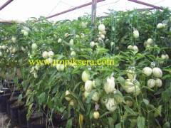 Kod:pep02 Pepino fidesi (10 -20 cm boydai)