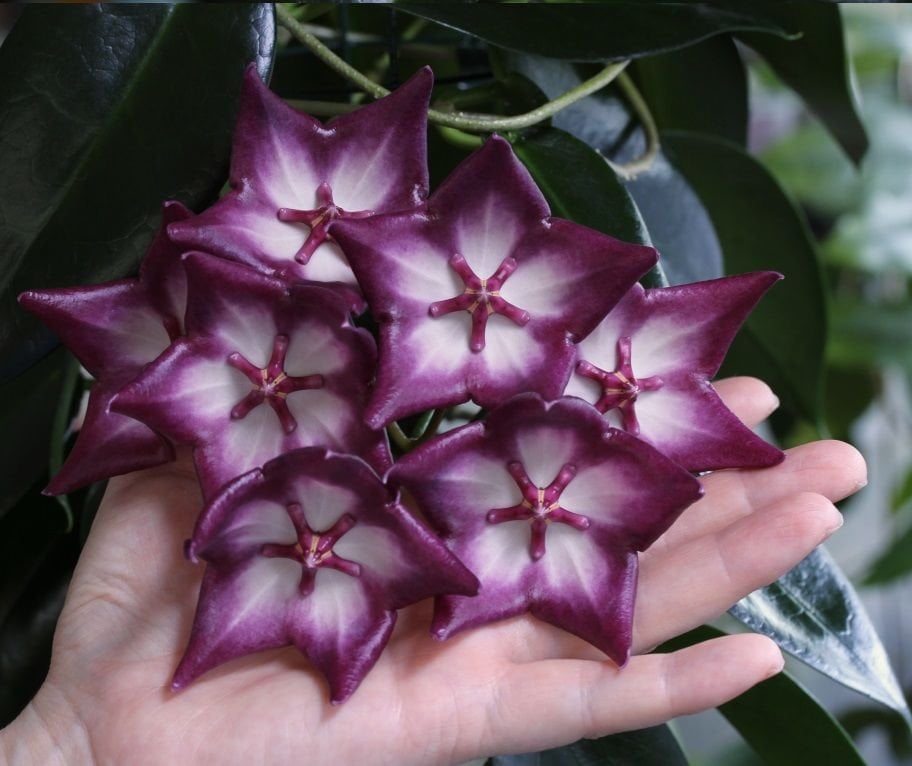 Hoya macgillivrayi -  kokulu mum çiçeği 10-20 cm boyda, toprak da köklü ve sürgünlü (kod:new128a)