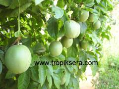 kod:pass01  Passion fruit ( 100/150 cm boyda. 5 yaşında )