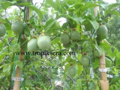 kod:pass01  Passion fruit ( 100/150 cm boyda. 5 yaşında )