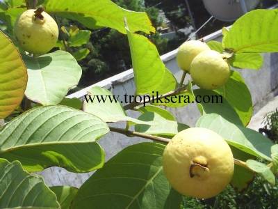 GUAVA様確認用 urun_baslık} | {kategori_baslık}