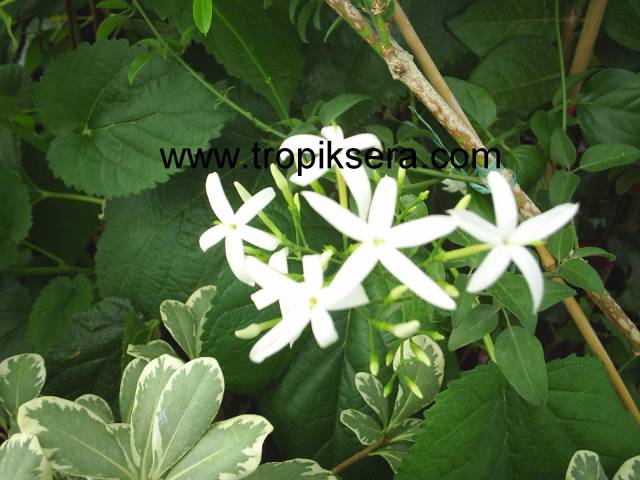 Kod:y017 Yıldız yasemin, Jasminum azoricum (3 yaş, 25-50 cm boyda)