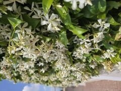 Kod:y07  Pervane çiçekli yasemin-Rhynchospermum jasminoides(5 yaş, 120cm-150 cm boy)