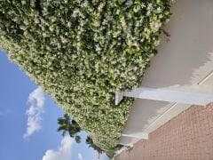 Kod:y07  Pervane çiçekli yasemin-Rhynchospermum jasminoides(5 yaş, 120cm-150 cm boy)