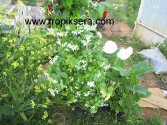 Kod:y07  Pervane çiçekli yasemin-Rhynchospermum jasminoides(5 yaş, 120cm-150 cm boy)