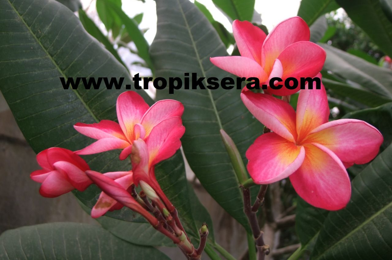 ❁…Plumeria…❁ urun_baslık} | {kategori_baslık}