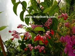 Kod:cleo02  Pembe kanayan kalpler -Clerodendrum thomsoniae. 50-100 cm arası boylarda.
