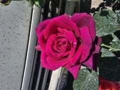 Gs27 Grafin rose, Yoğun kokulu bordo gül (büyük boy)