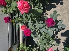 Gs27 Grafin rose, Yoğun kokulu bordo gül (büyük boy)
