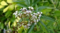 Kod:kly02 Kolonya çalısı - Aloysia triphylla - Lemon verbena 20-30 cm boyda, (yaprakları limon gibi yoğun kokar)