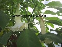 Kod:br01 Yoğun kokulu, Meleklerin boruları(beyaz katmerli) - Duble brugmansia sp, Angels trumpet, 1 yaşında