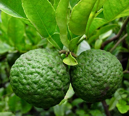 kod:na48 Kafir lime (yaprakları ve meyve kabukları yemeklerde kullanılır) 150-200 cm boy