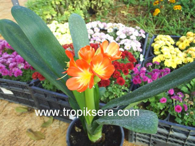 Kod:ri03 Kırmızı clivia (saksıda sağlıklı ve canlı)