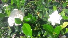 Kod:j02 Belmont gardenya, Belmont Gardenia jasminoides büyük boy ithal (50 - 80 cm boyda)