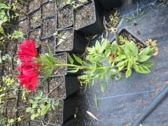 Kod:als03 Alstroemeria - koyu kırmızı inka zambağı,  saksıda