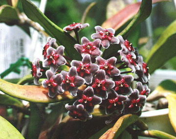 Hoya pubicalyx ''Royal Hawaiian Purple'' Kokulu mum çiçeği  10-20 cm boyda mini saksıda köklü.Güçlü sürgünlü (kod:mum47c)