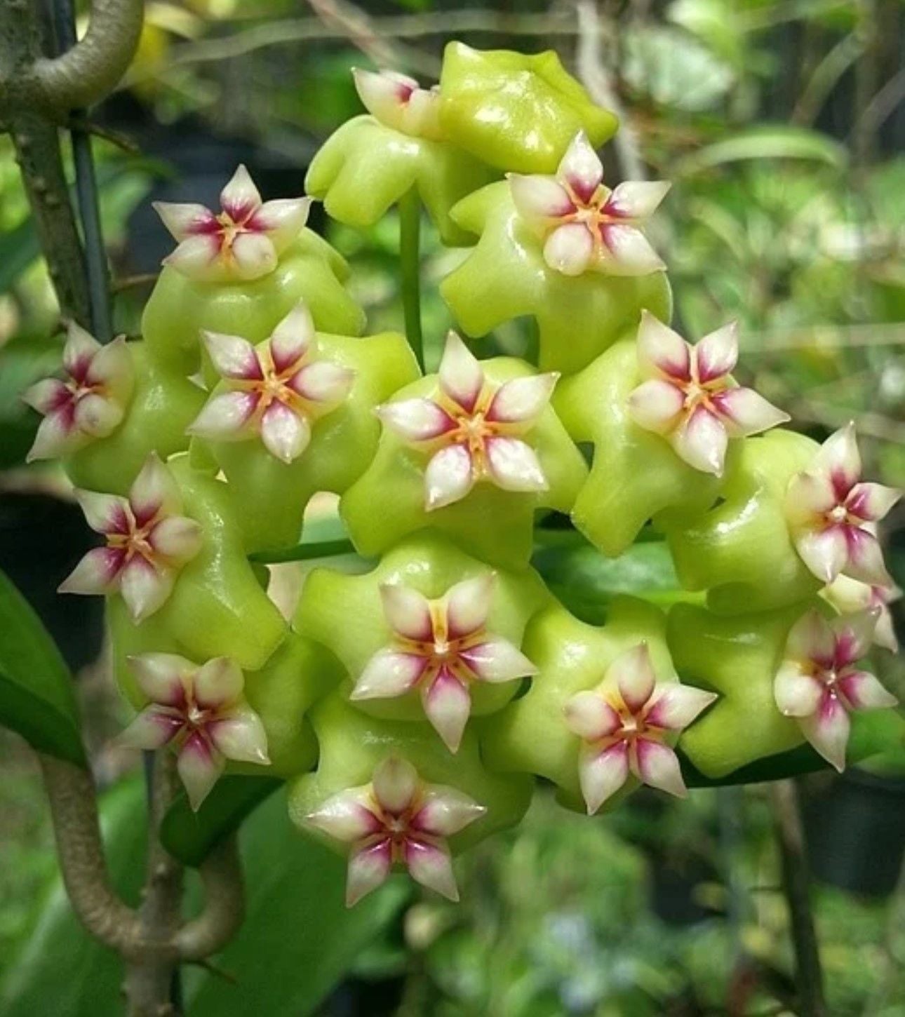 Hoya mindorensis ut 033 - kokulu mum çiçeği  10-20 cm boyda, toprak da köklü ve sürgünlü (kod:new139a)