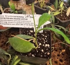 Hoya mindorensis ut 033 - kokulu mum çiçeği  10-20 cm boyda, toprak da köklü ve sürgünlü (kod:new139a)