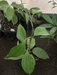 Hoya latifolia -  Kokulu mum çiçeği 10-20 cm boyda mini saksıda köklü. Güçlü sürgünlü (kod:new44b)