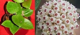 Hoya acuta eps199 rb. mini. Yoğun karanfil kokulu mum çiçeği.  10-20 cm boyda mini saksıda köklü.Güçlü sürgünlü (kod:mum55c)