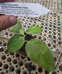 Hoya  Lasiantha- mum çiçeği  10-20 cm boyda, toprak da köklü ve sürgünlü (kod:new145a)